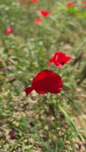 Last inn og spill av video i Gallerivisningen, Brodert Kufiya - Palestinaskjerf fra Nablus med håndbrodert nasjonalblomst

